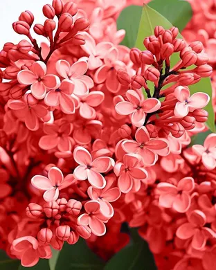 Kash'd Out St. Louis